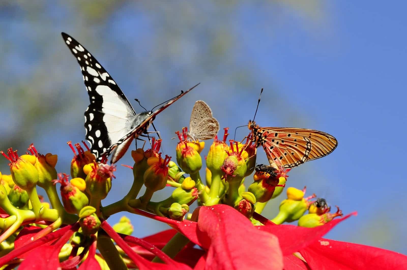 butterflies-55052_1920