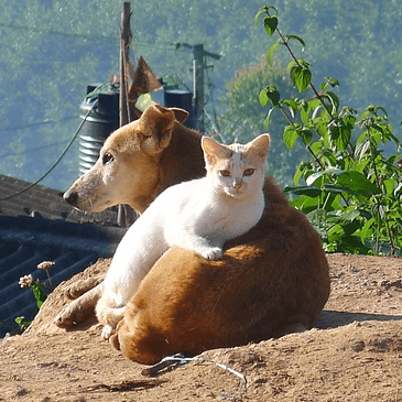 dog and cat1a
